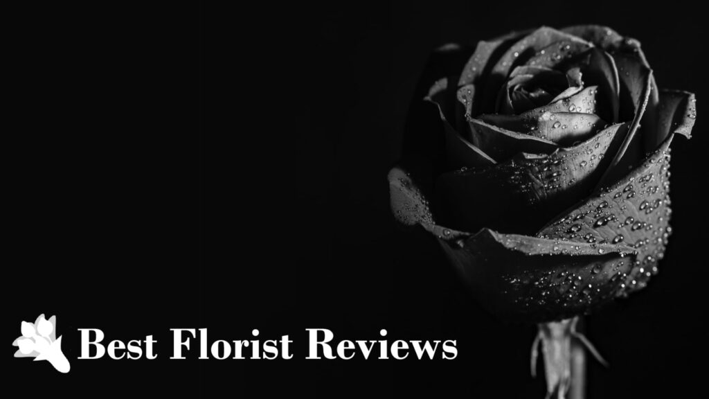 Unconventional Beauty Black Flowers and Their Meanings