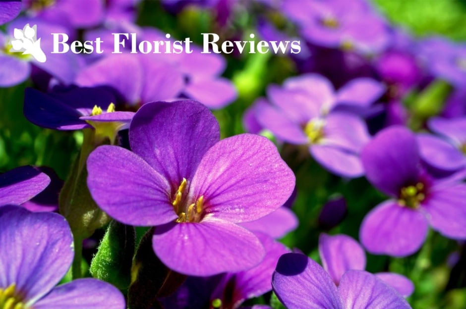 Unveiling the Meaning and Symbolism of the Violet Flower