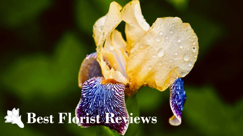 Use of Iris Flowers in Medicine