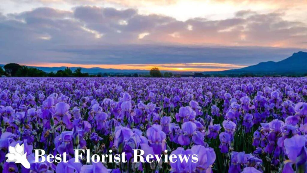 Use of Iris Flowers in the Beauty Industry