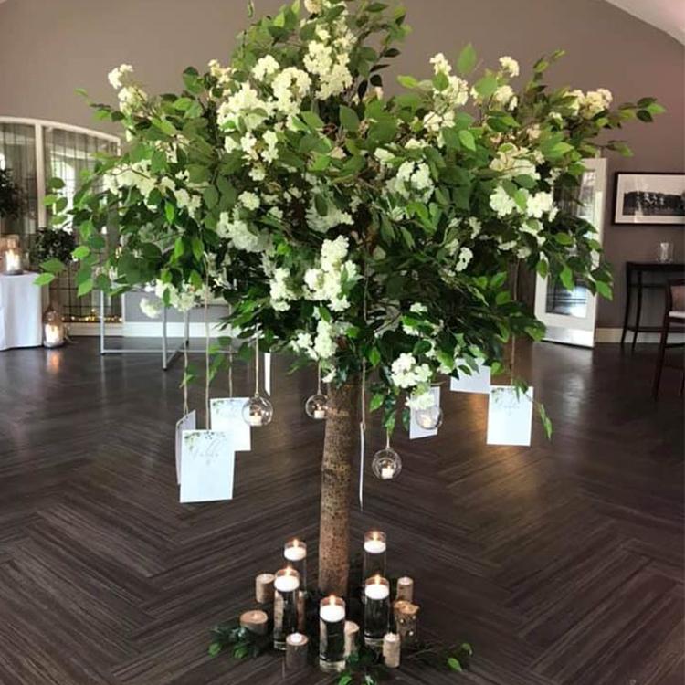 Uses of Ficus Plants