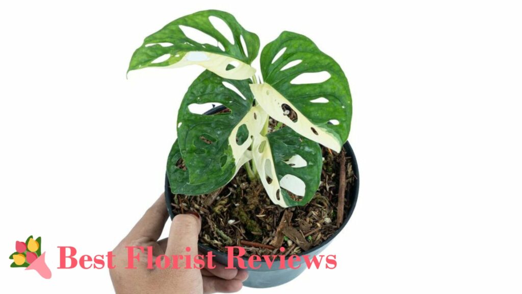 Variegated Monstera 'Adansonii'