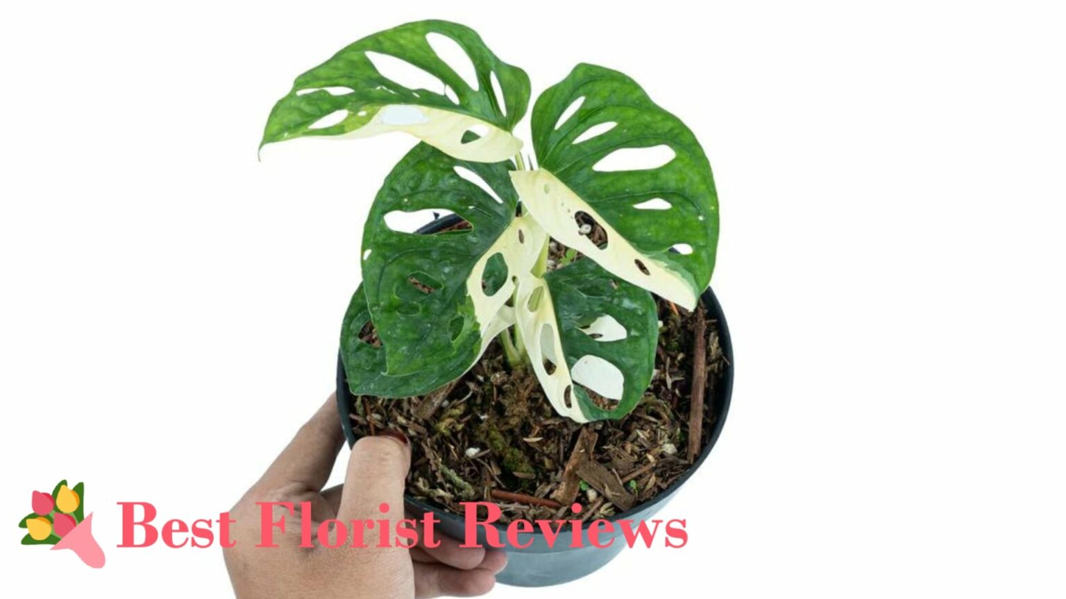 A Closer Look at Variegated Monsteras [2026]
