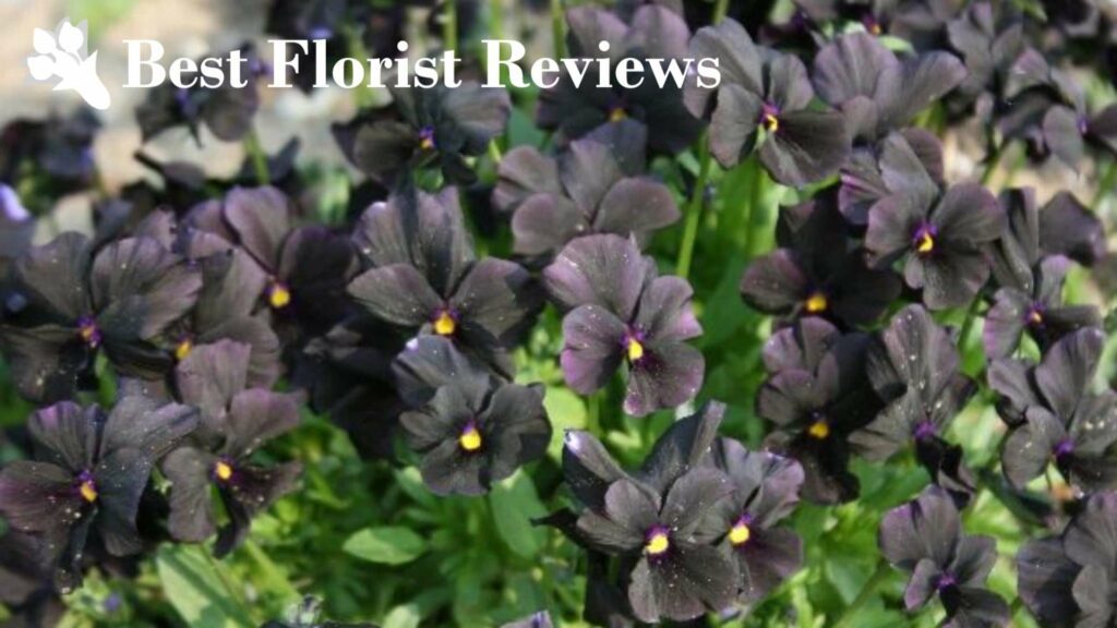 Viola Cornuta ‘Molly Sanderson’