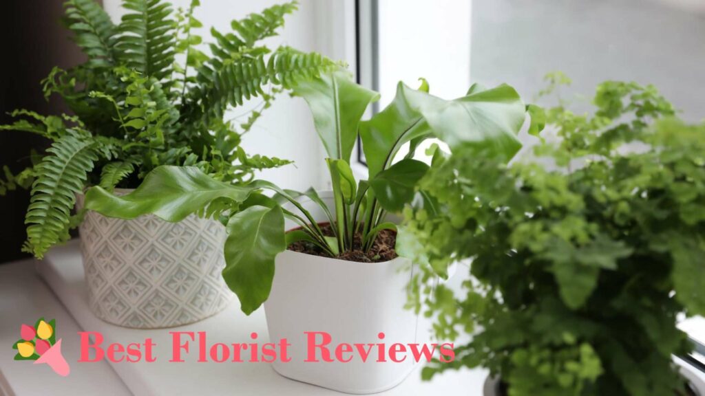What are the benefits of having indoor ferns