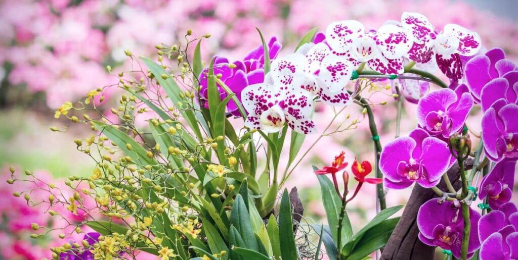 What are the botanical origins of orchids