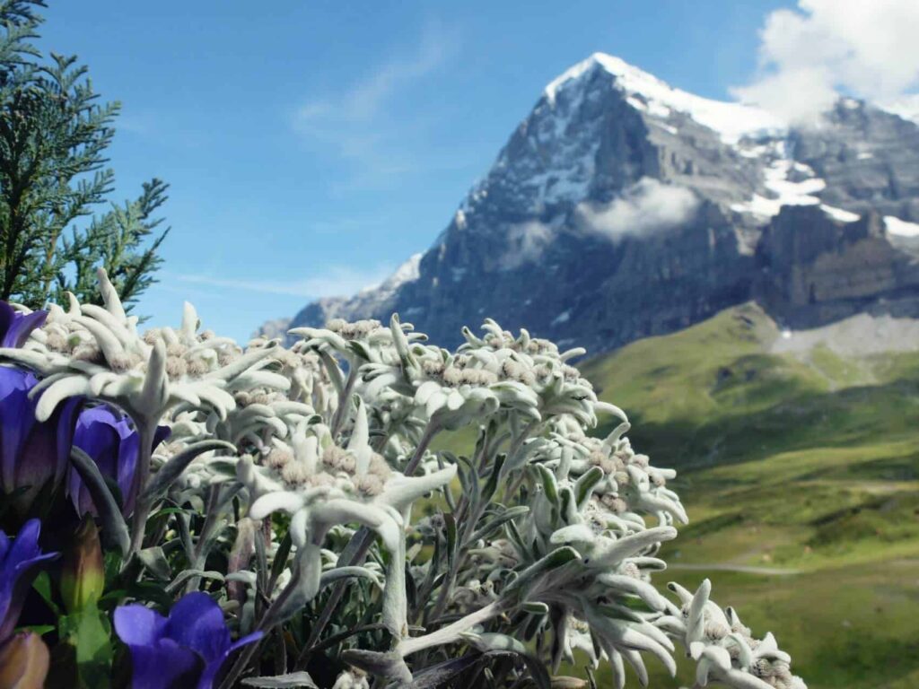What are the botanical origins of the Edelweiss flower