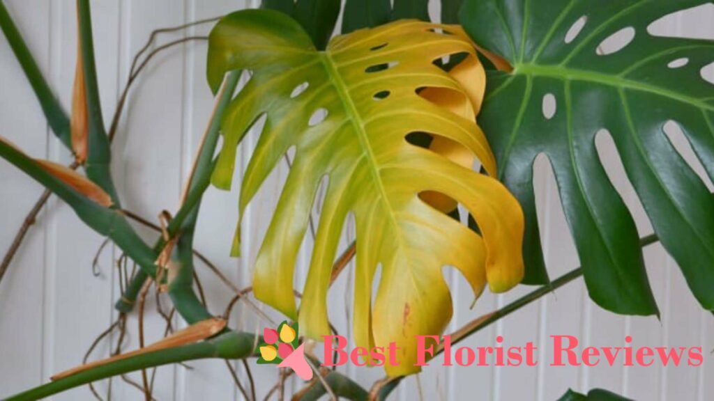 What are the signs of overwatering monstera plants