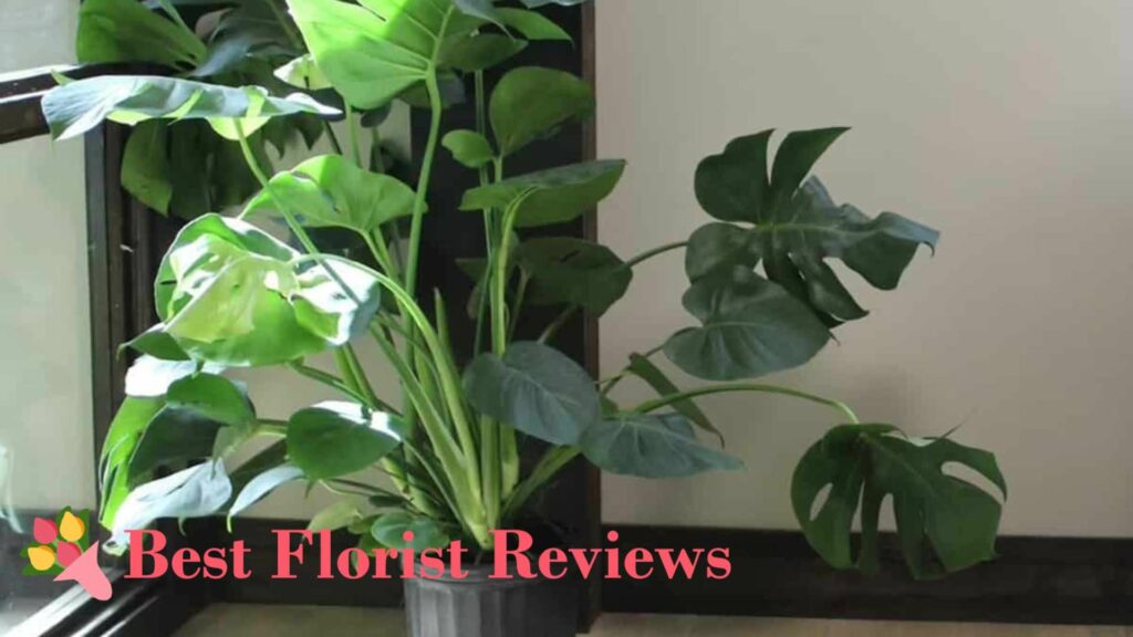 What are the signs of underwatering monstera plants