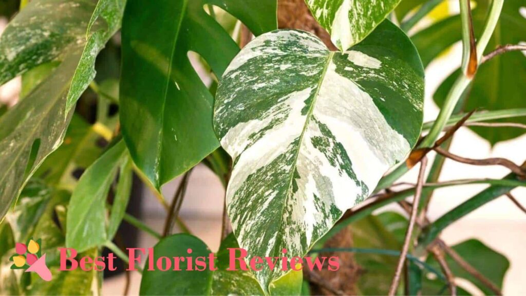 What causes variegation