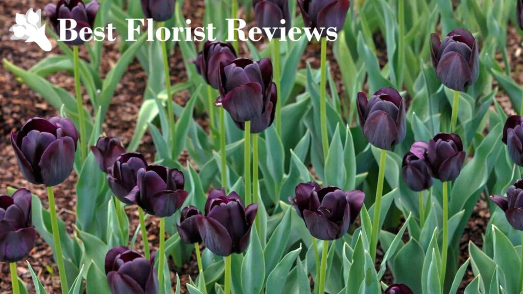What do black flowers symbolize