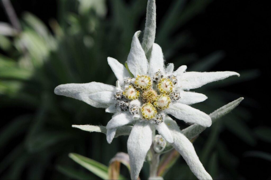 What do edelweiss flowers mean