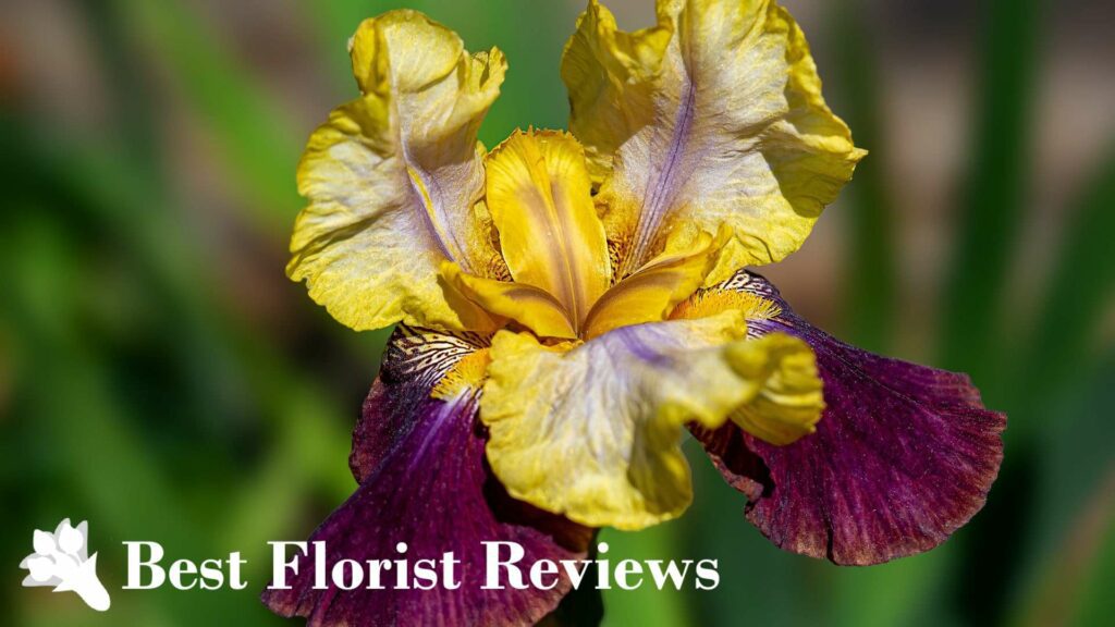 What do iris flowers mean