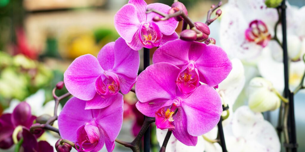 What do orchids mean