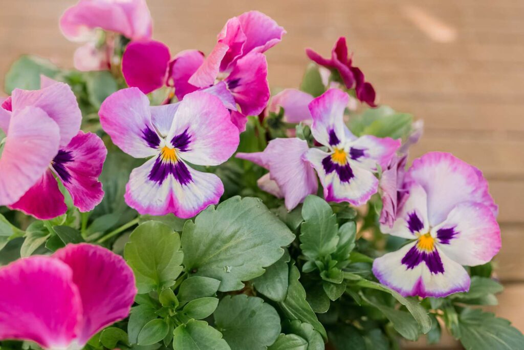 What do pansy flowers mean