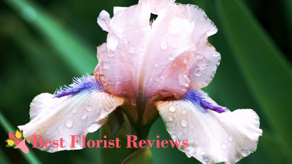 What do the colors of iris flowers mean