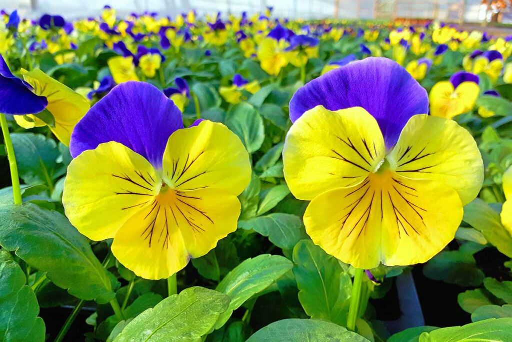 What is the botanical origin of pansy flowers