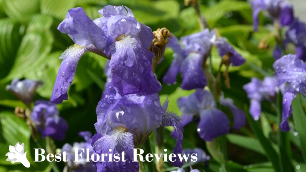What is the botanical origin of the iris flower