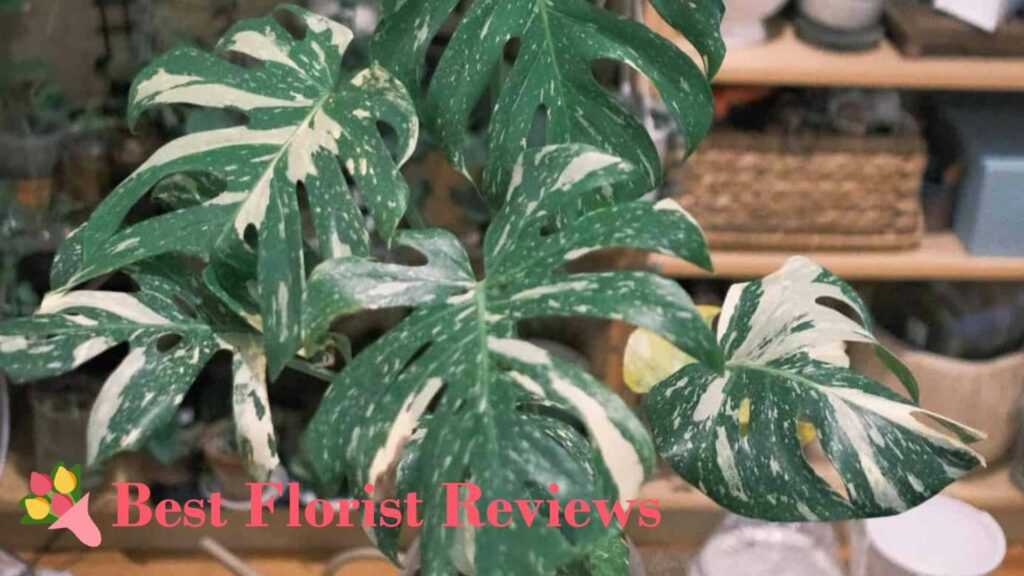 What is variegation