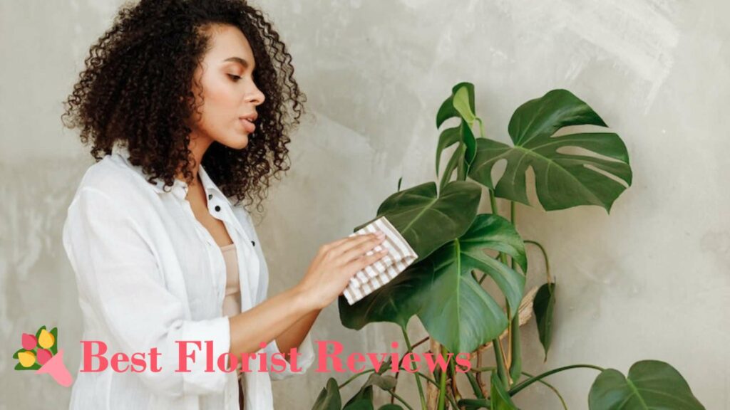 What should I do in between the watering cycles of monstera plants