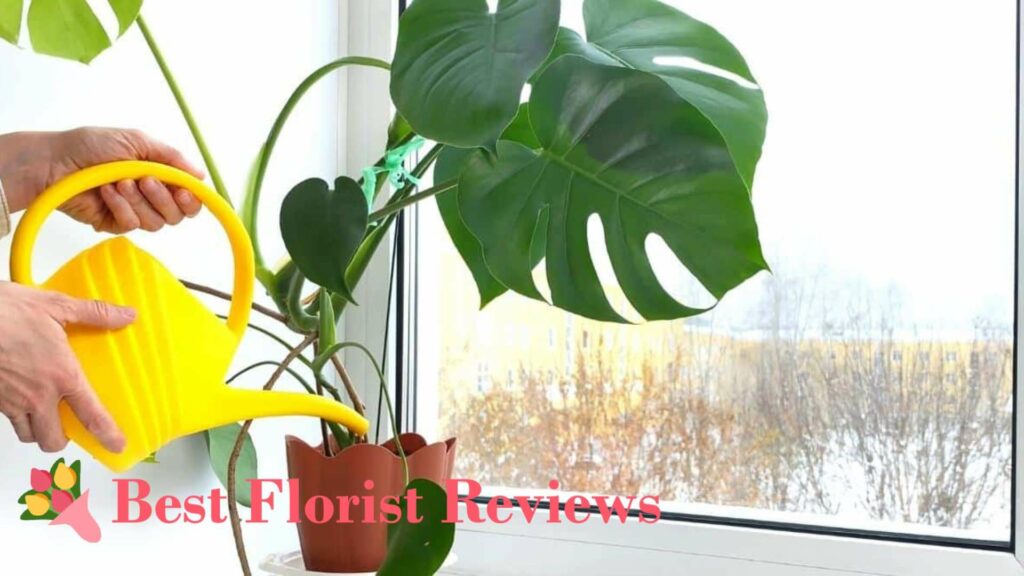 When is the best time to water monstera plants