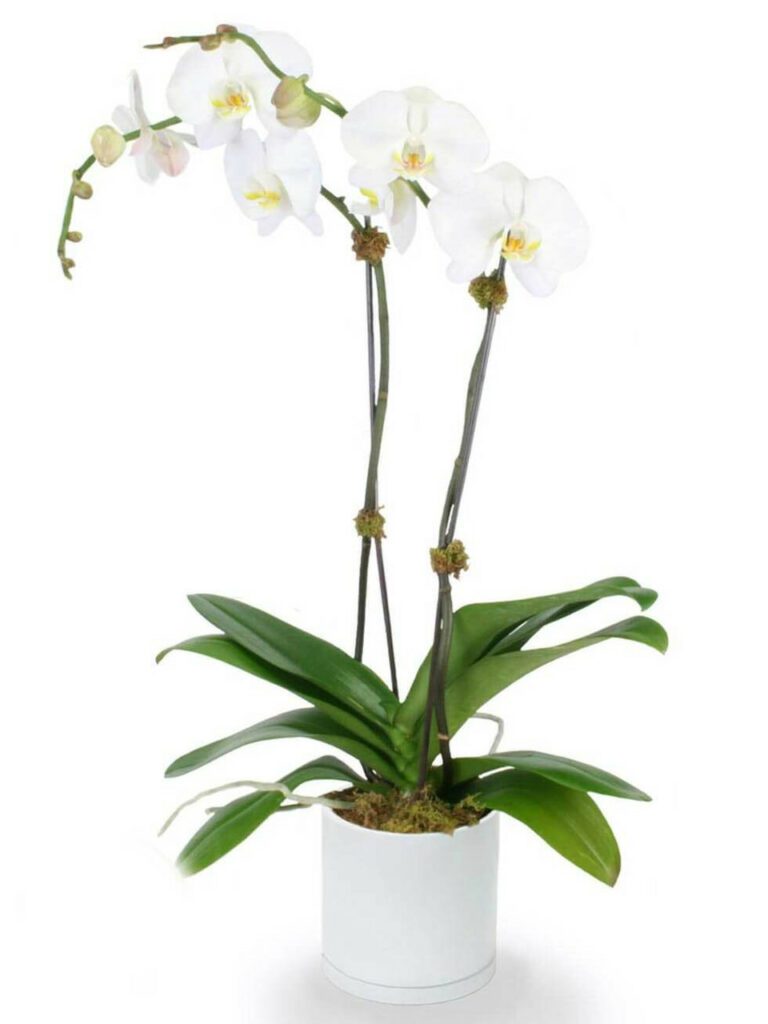 White Orchids