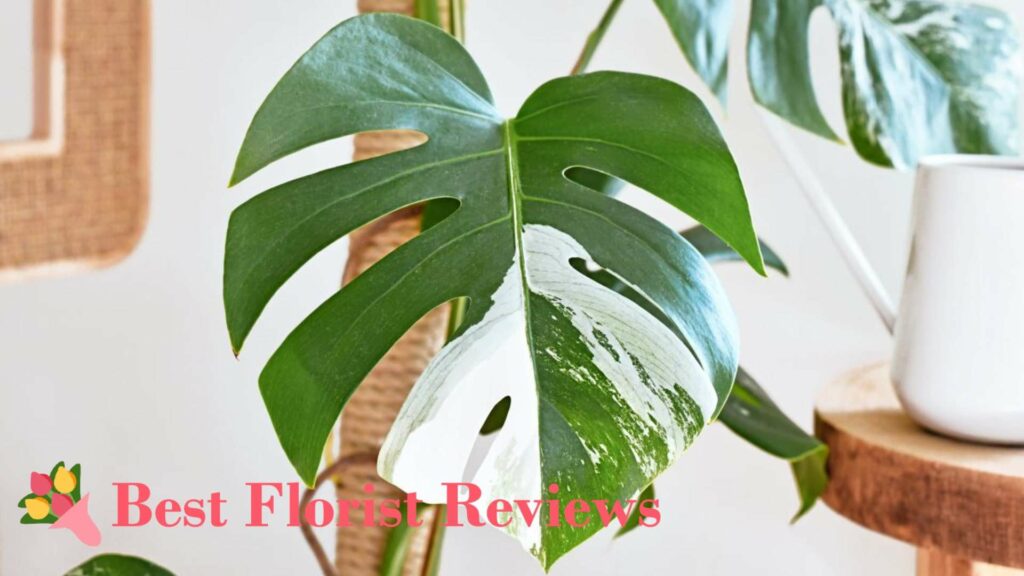 Why are variegated monsteras so expensive