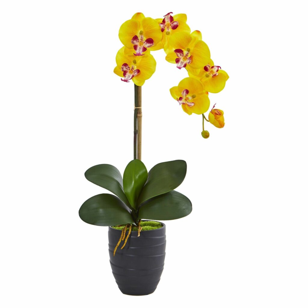 Yellow Orchids