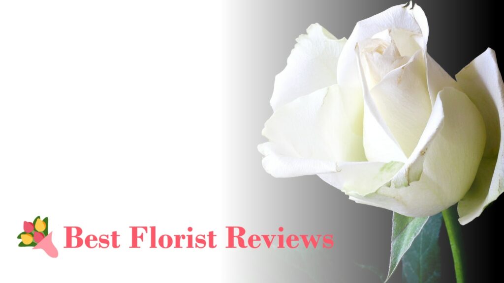 15 Fragrant White Flowers for a Sweet-Smelling Gift
