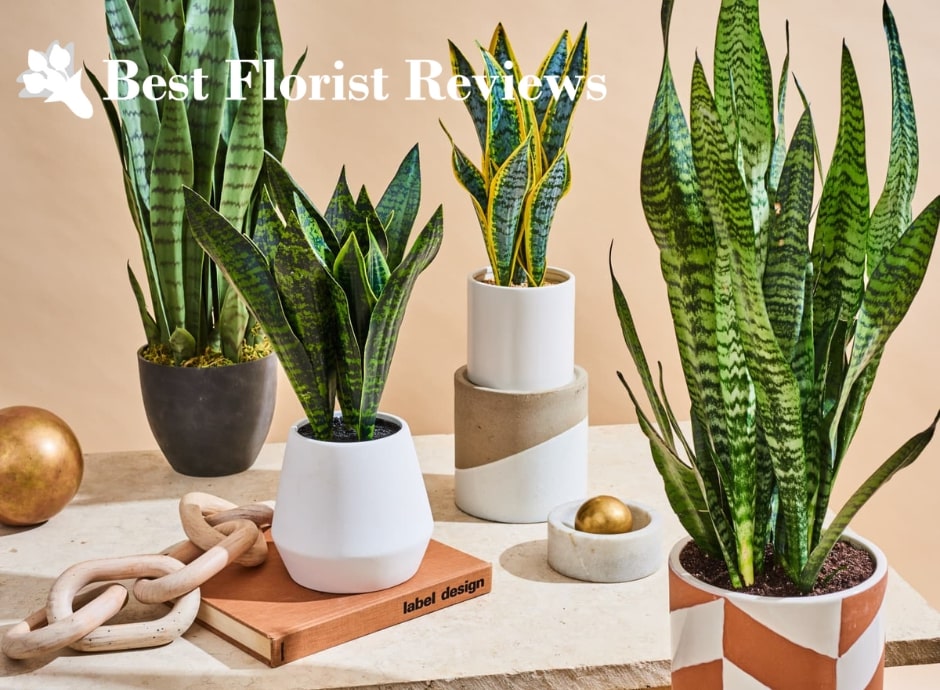 Find the Perfect Snake Plant Varieties for Gift Giving