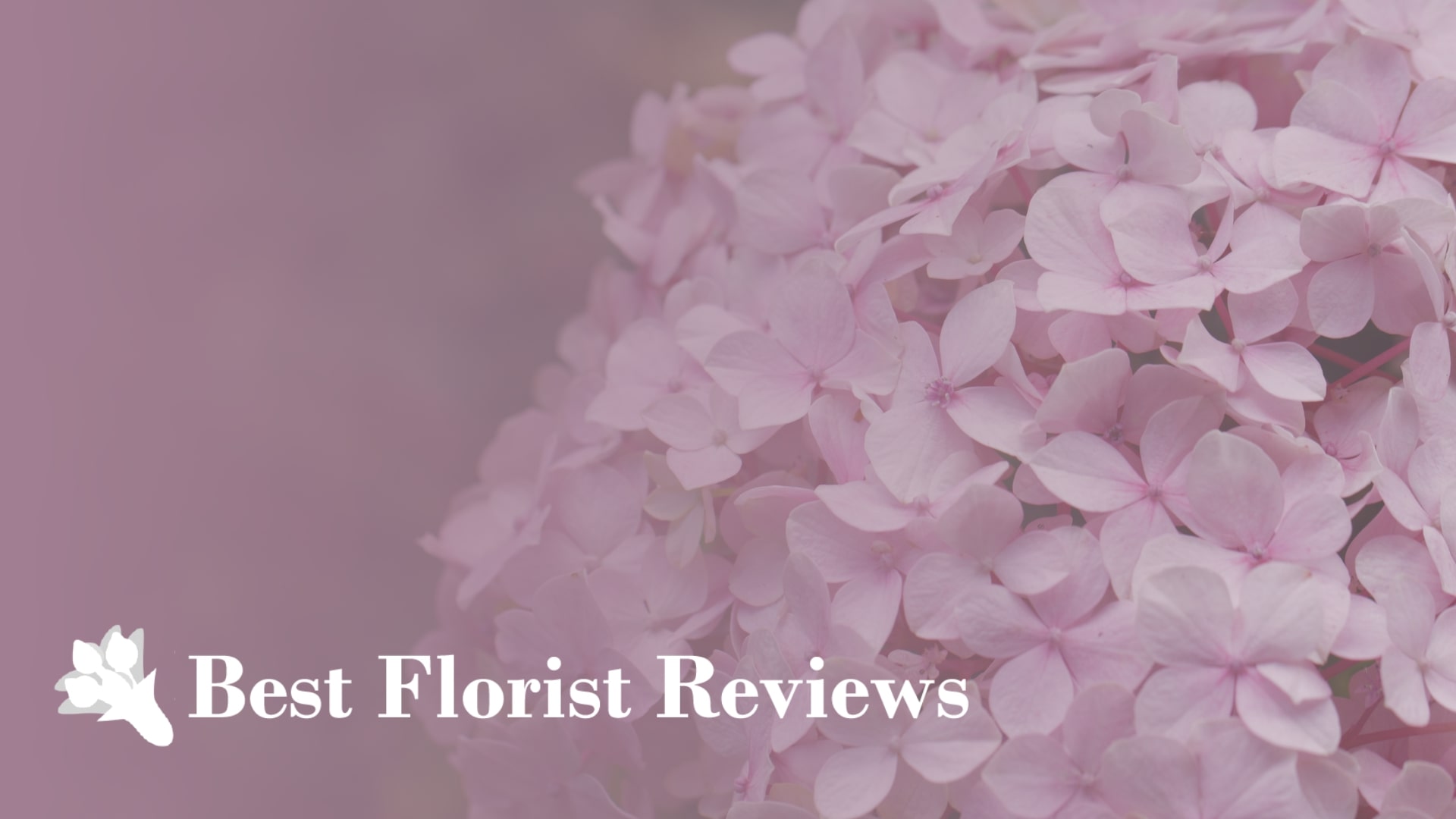 Hydrangea 101: Guide to their Meanings and Symbolism [2026]