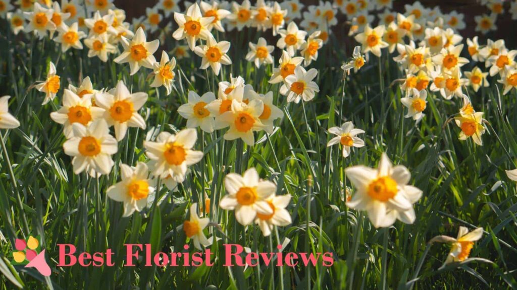 March Birth Flowers A Guide to Daffodils and Their Meanings