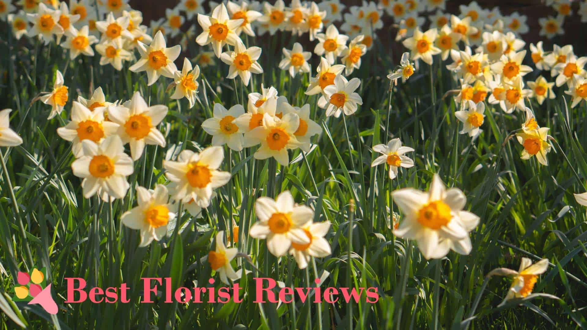 Everything You Need to Know about March Birth Flowers [2026]