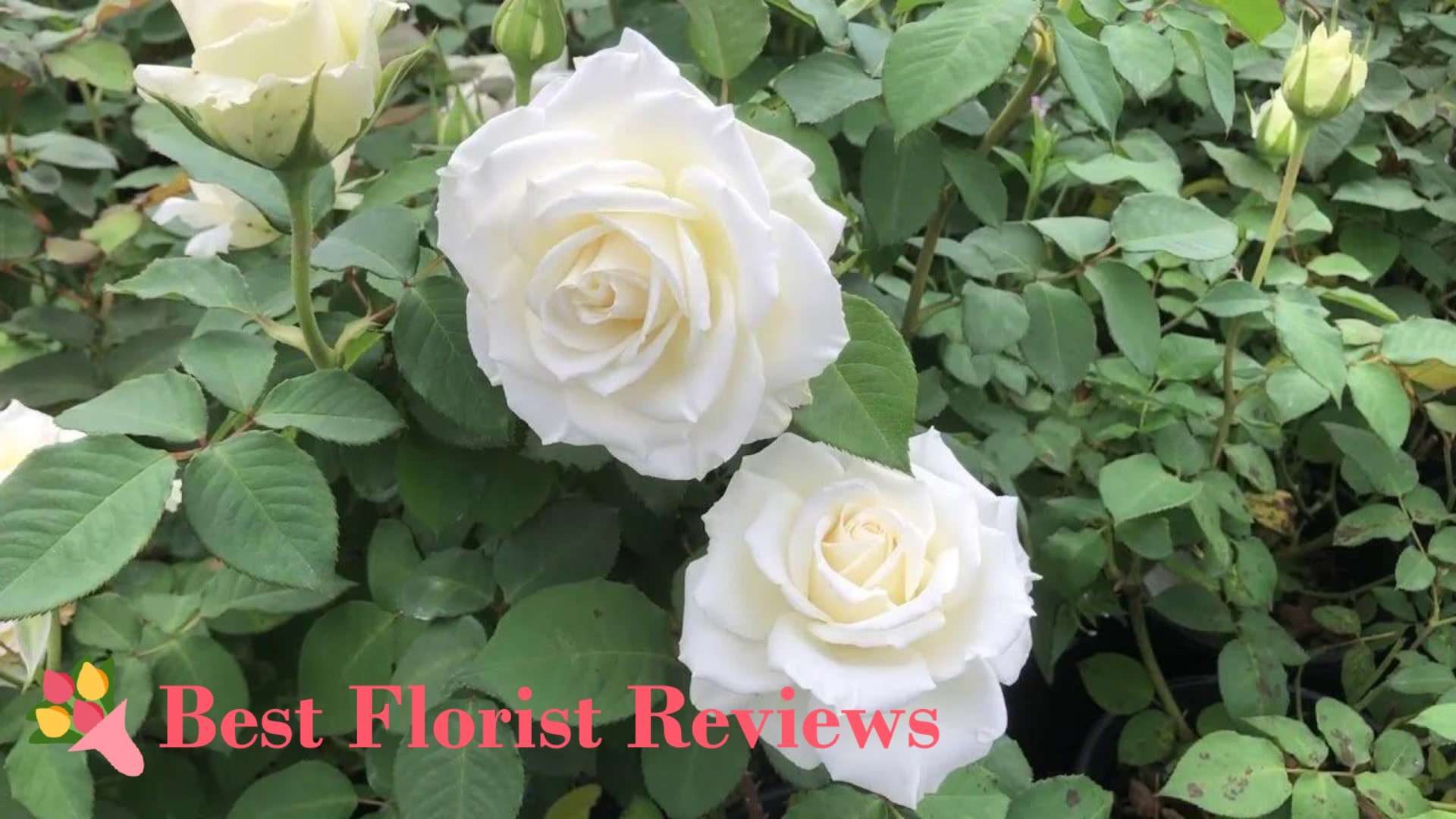 15 Fragrant White Flowers You Can Give to Your Loved Ones [2025]