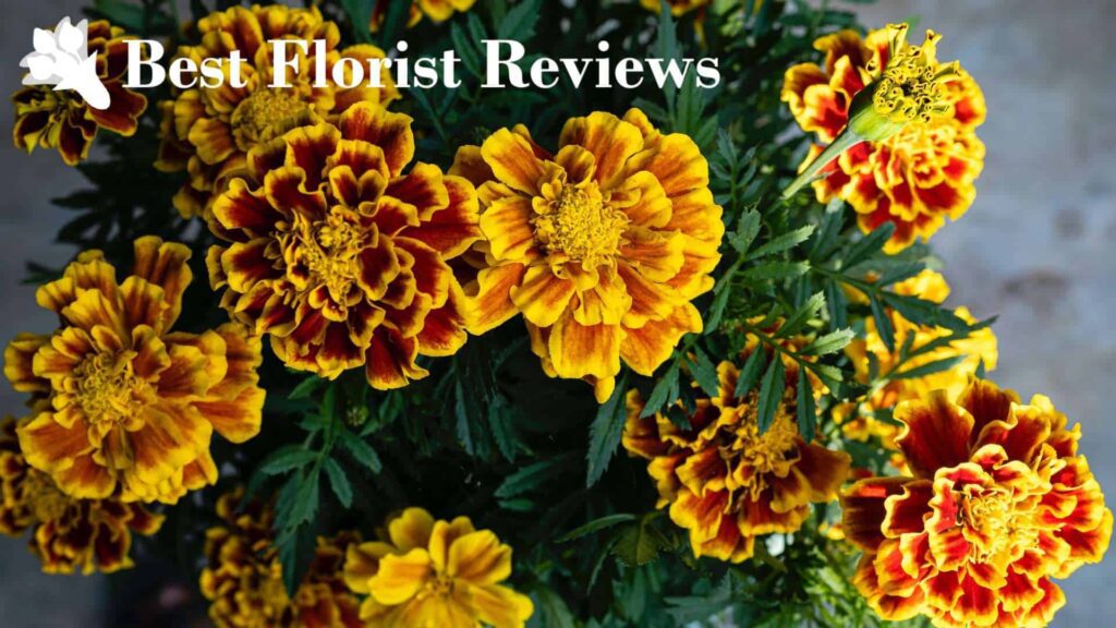 5 Marigold Colors for a More Colorful and Lively Bouquet