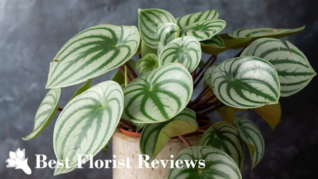 A Complete Guide on Taking Care of Watermelon Peperomia