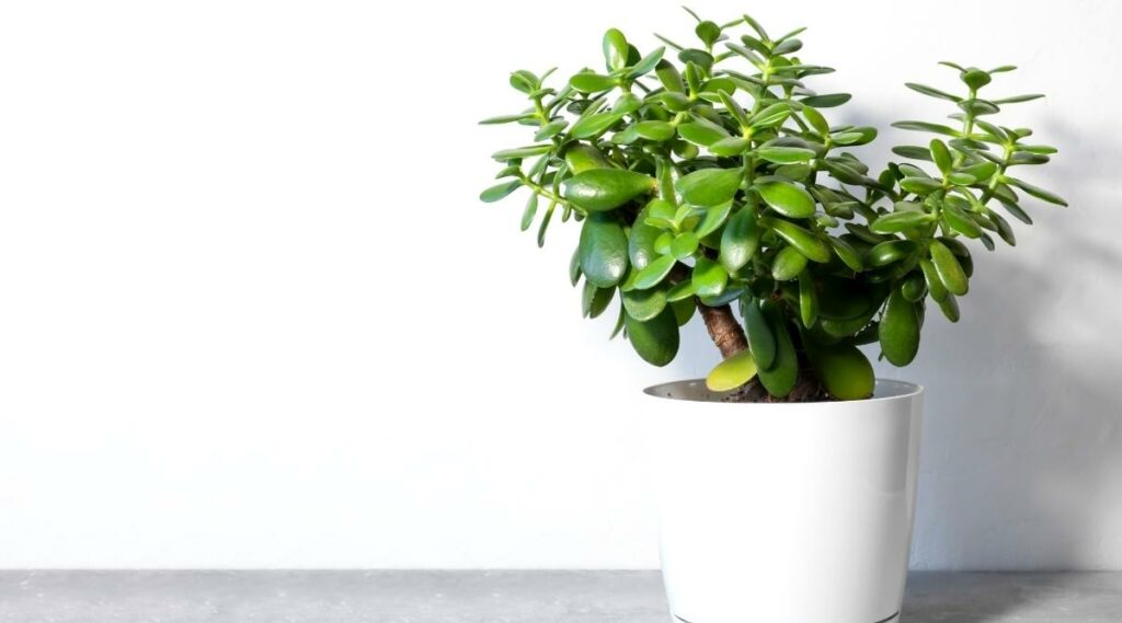 Aesthetic Appeal and Easy Maintenance