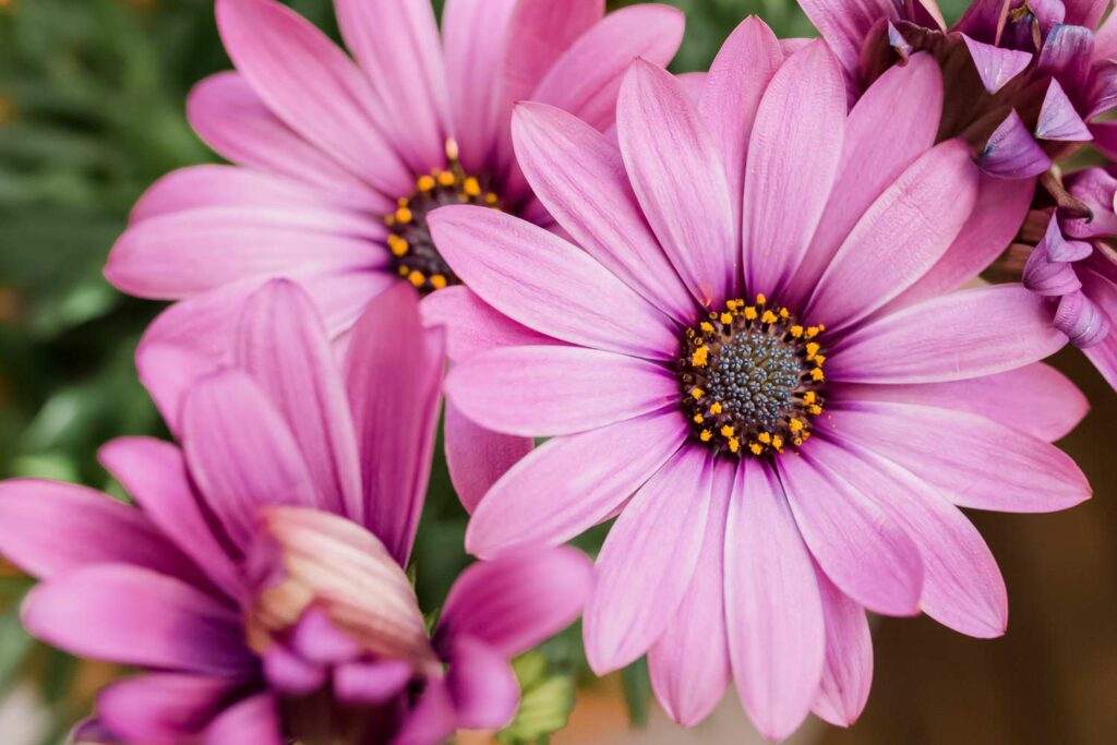 African Daisies
