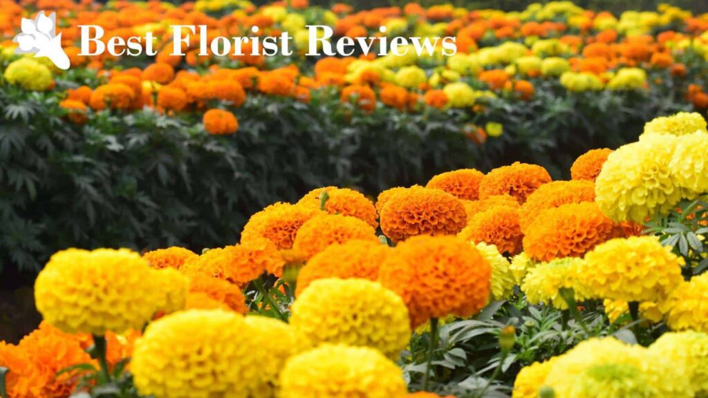 African Marigolds