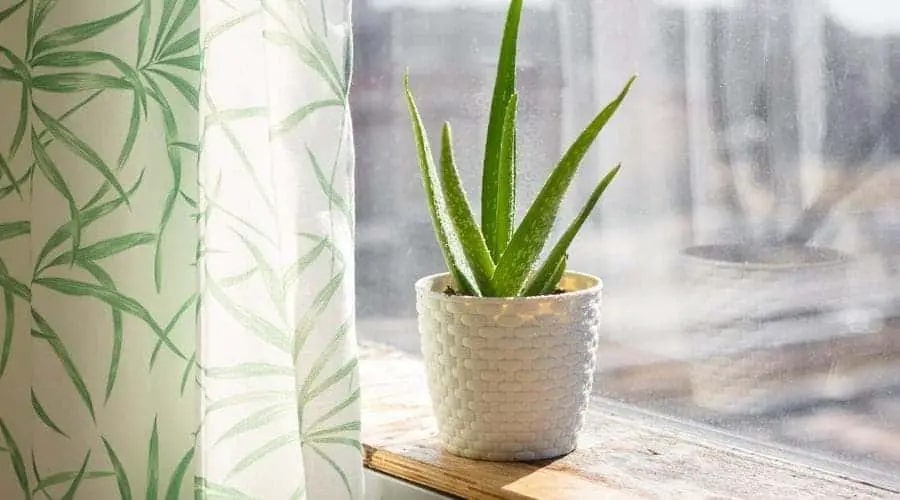 Aloe Vera