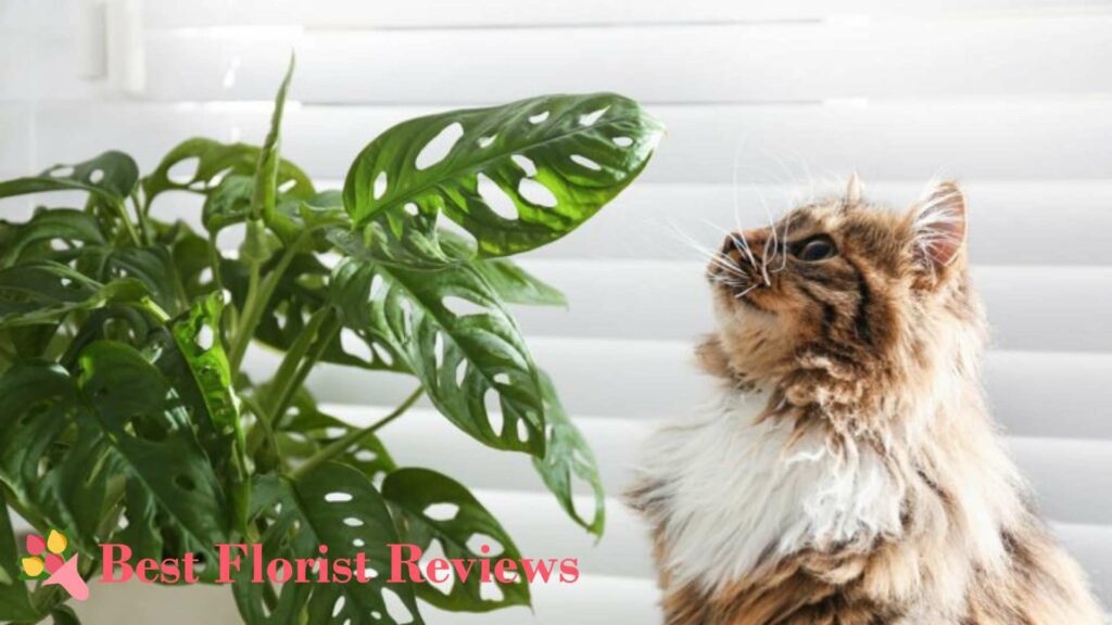 Are monstera plants toxic to cats