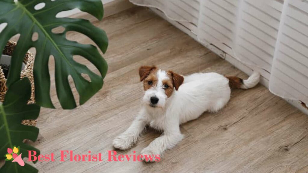 Are monstera plants toxic to other pets too