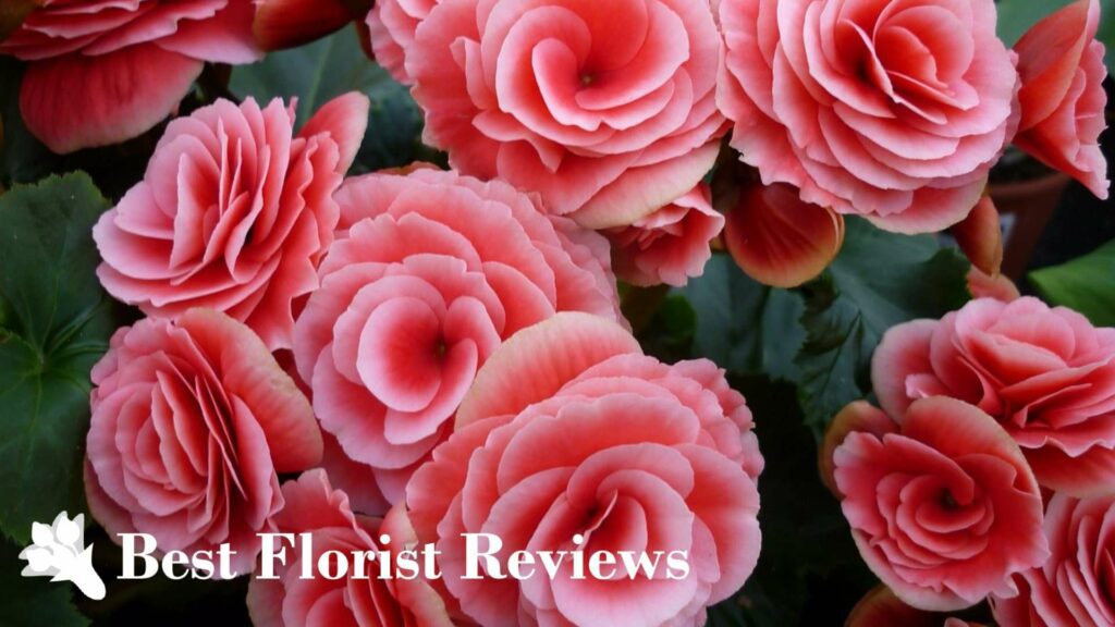 Begonia Flowers Radiant Blooms with Hidden Meanings