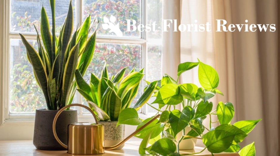 Best Plants for West Facing Windows Thriving in Sunlight