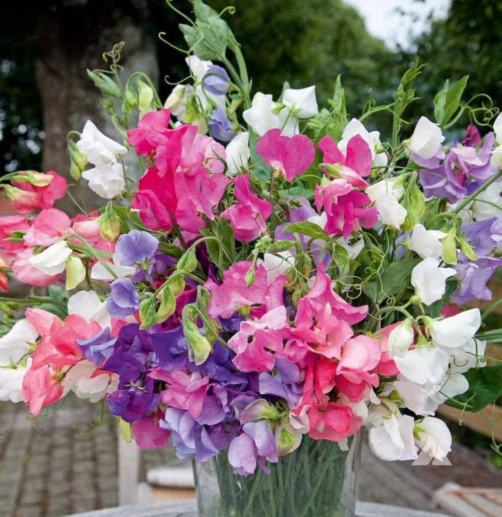 Bijou Mix Sweet Peas