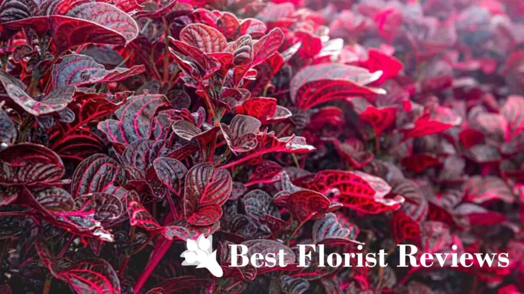 Blood Leaf Plants