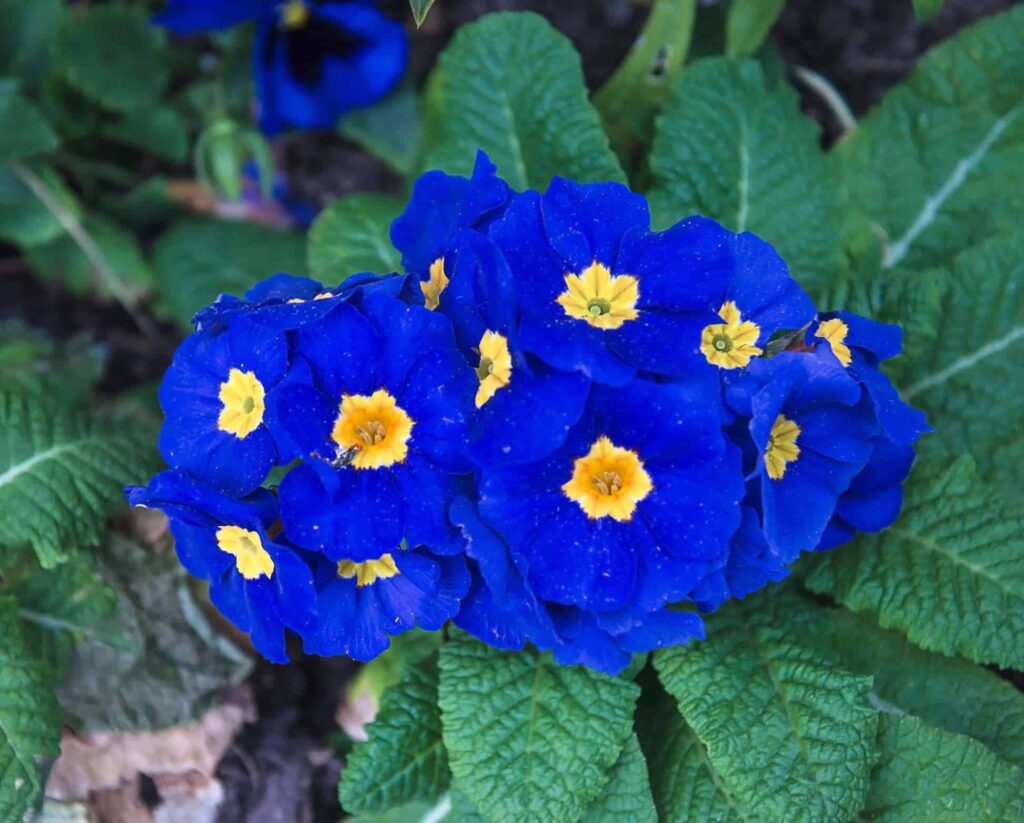 Blue