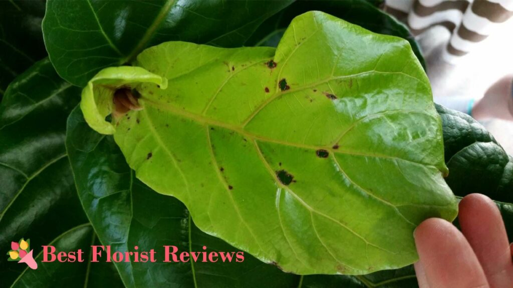 Brown Spots
