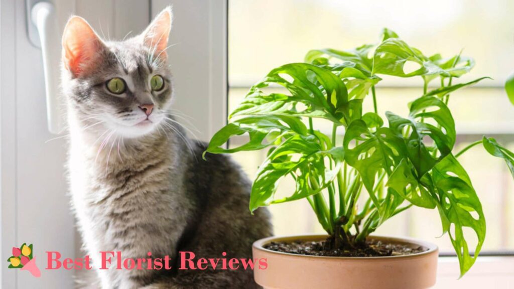 Can a monstera plant kill a cat