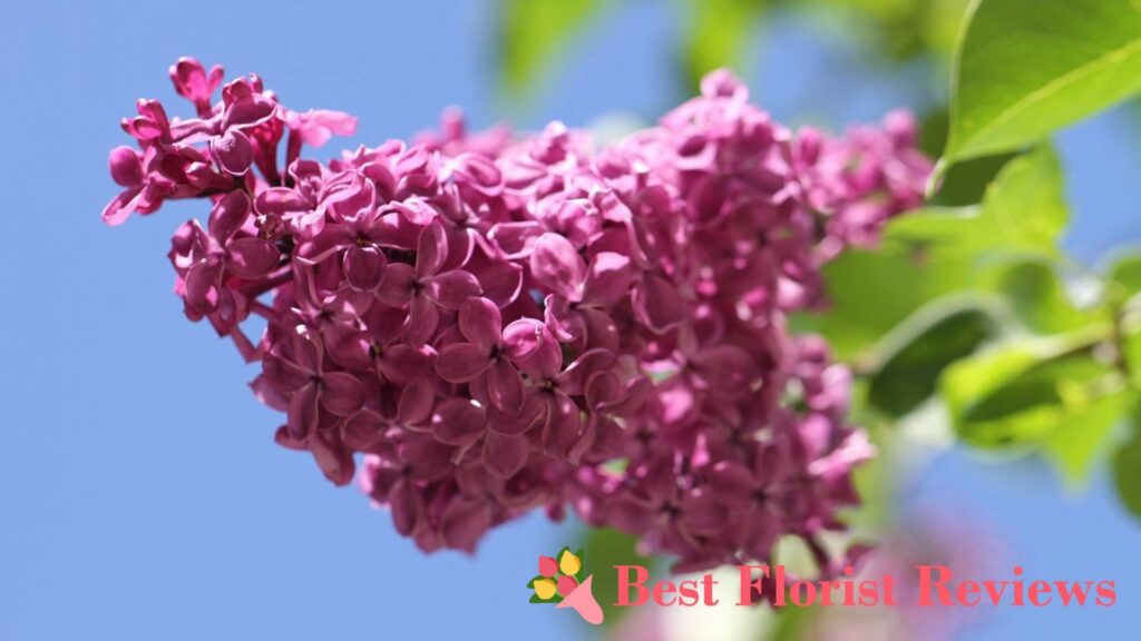 Can lilac flowers be used as medicine